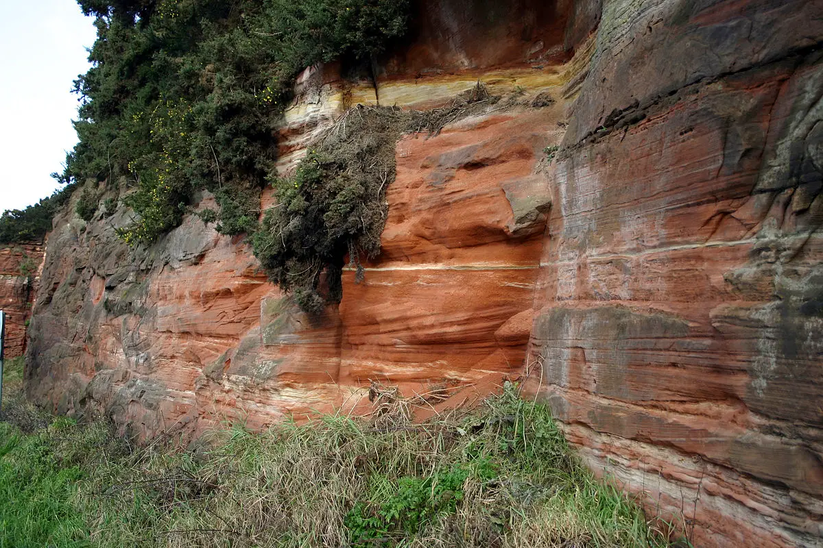 arenaria